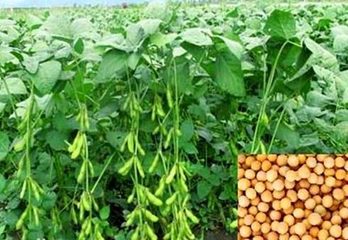 廊豆6号大豆新品种的选育及栽培技术要点